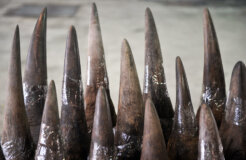 rhino horn trade