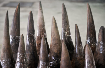 rhino horn trade