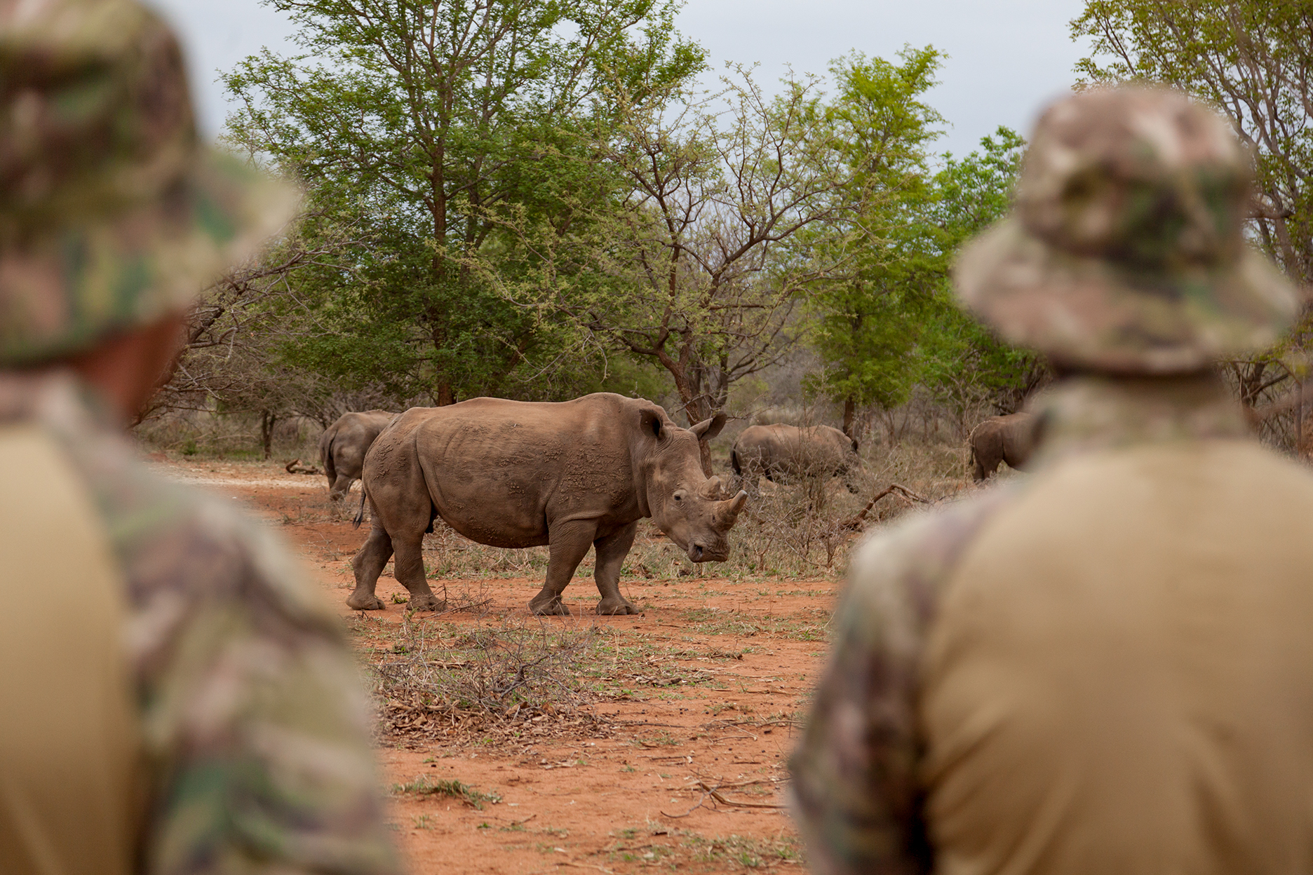 Time is running out – Can we save the Rhino? | FairPlanet
