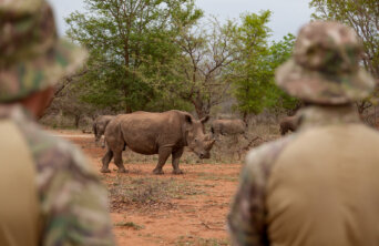 RHINO WITH RANGERS AT FARM 01jpg