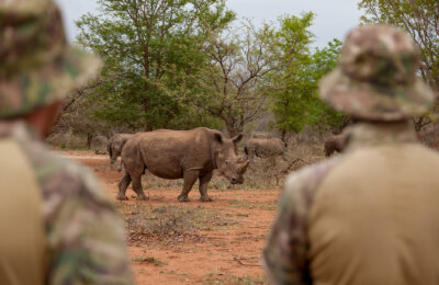 RHINO WITH RANGERS AT FARM 01jpg
