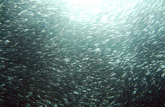 sardine