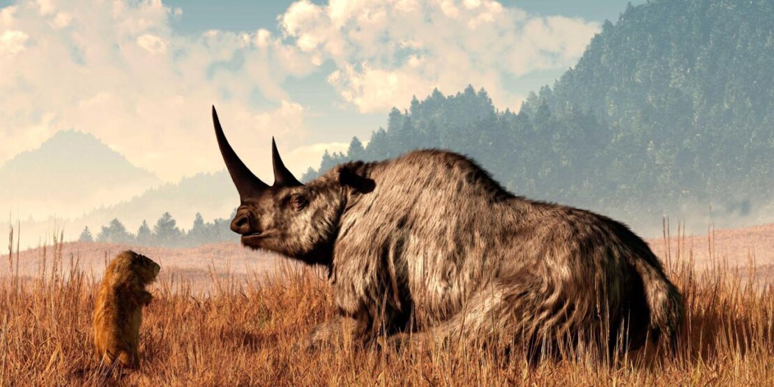 woolly rhino illustration