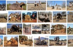 hunting rhino africa 2