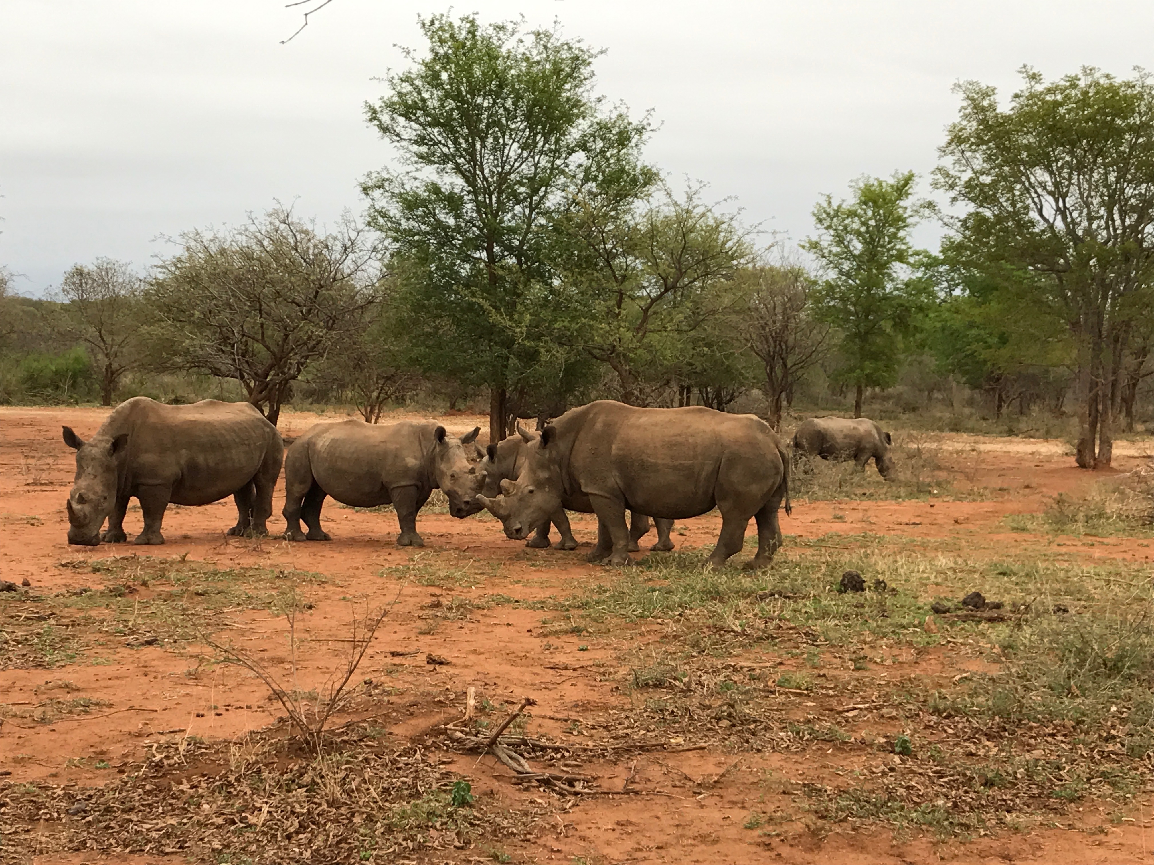 rhino farm 1