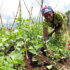 agri