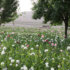 poppy afghanistan