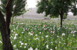 poppy afghanistan poppy afghanistan
