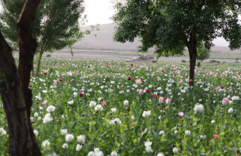 poppy afghanistan poppy afghanistan