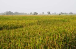 africa_land africa_land