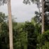 forest ghana