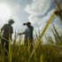 agriculture africa