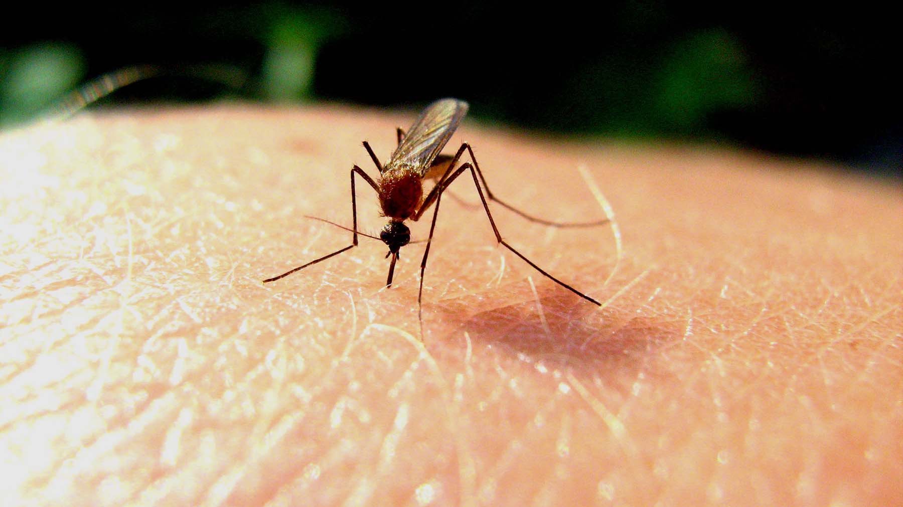 Mosquitos_genetic