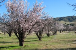 almondtrees