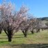 almondtrees