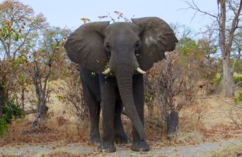 elephant botswana