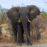 elephant botswana