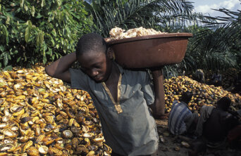 cocoa ghana child labour cocoa ghana child labour