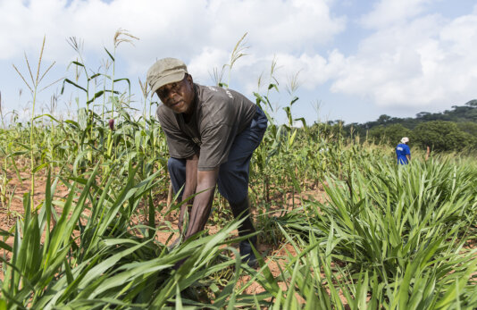 ©Peter-Lüthi_Biovision_Jona-Mutasa_Simbabwe_401A0484