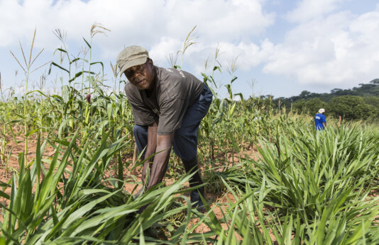 ©Peter-Lüthi_Biovision_Jona-Mutasa_Simbabwe_401A0484 ©Peter-Lüthi_Biovision_Jona-Mutasa_Simbabwe_401A0484