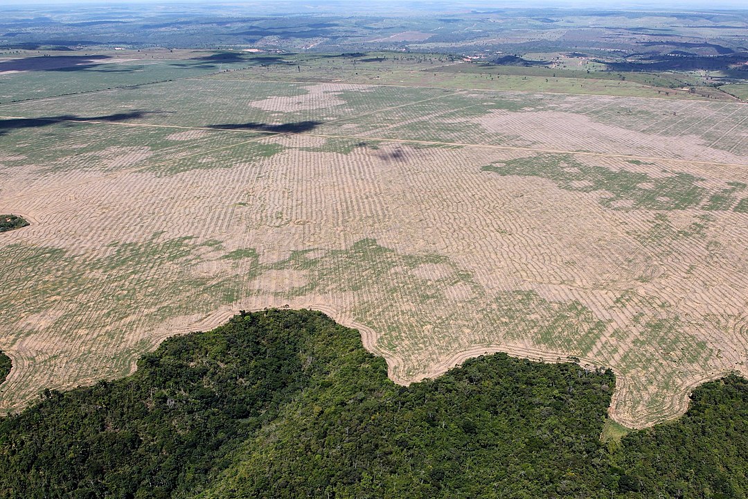 deforestation amazon deforestation amazon