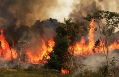 amazonas fire