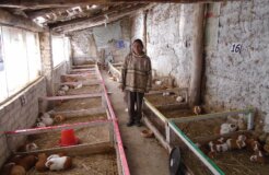 DSC02618_PER_Cavies_Nelly_Maass DSC02618_PER_Cavies_Nelly_Maass