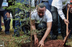 ethiopia forest ethiopia forest