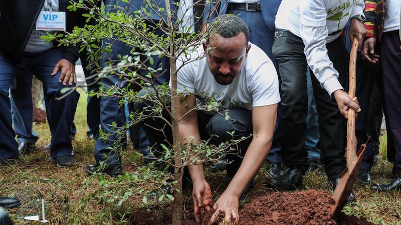 ethiopia forest