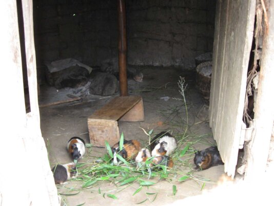 IMG_3847_DRC_Tubimbi_Cavies_Maass