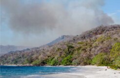 rainforestfire rainforestfire