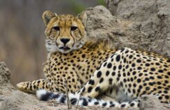 africa hunting africa hunting