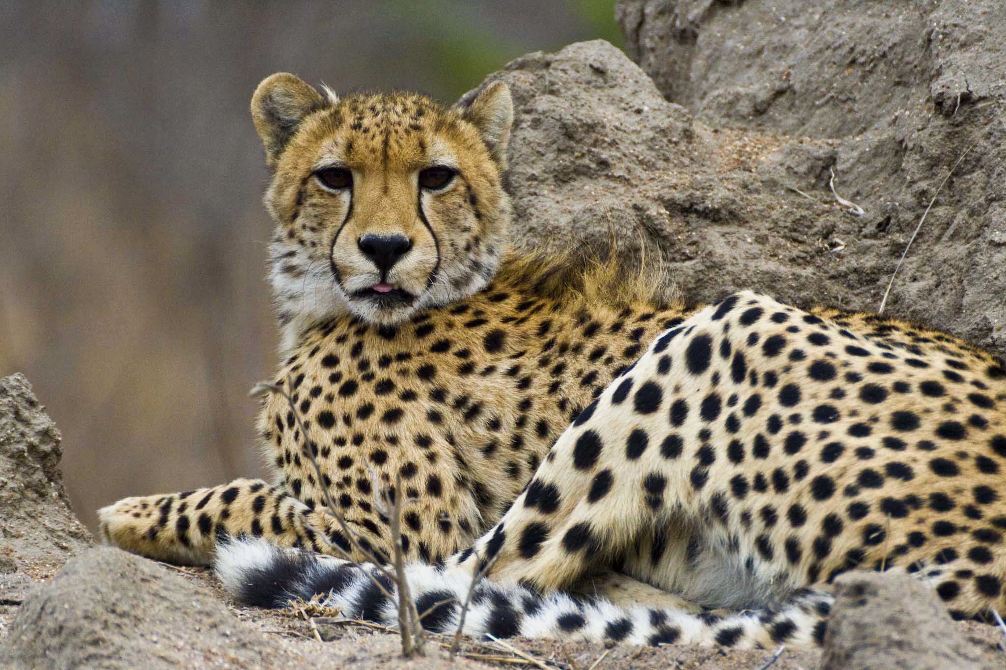 africa hunting