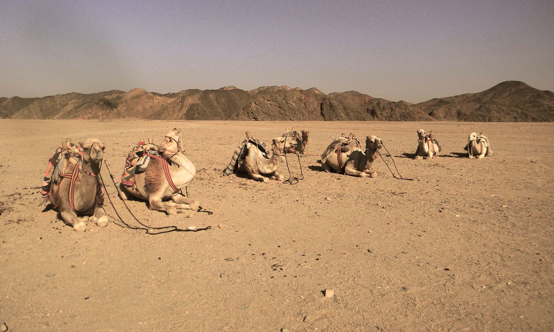 camels