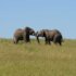 elephants zimbabwe