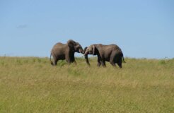 elephants zimbabwe elephants zimbabwe