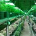 marijuana-269851_1280