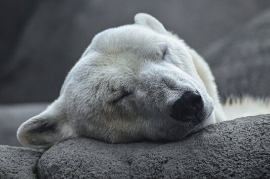 polar-bear