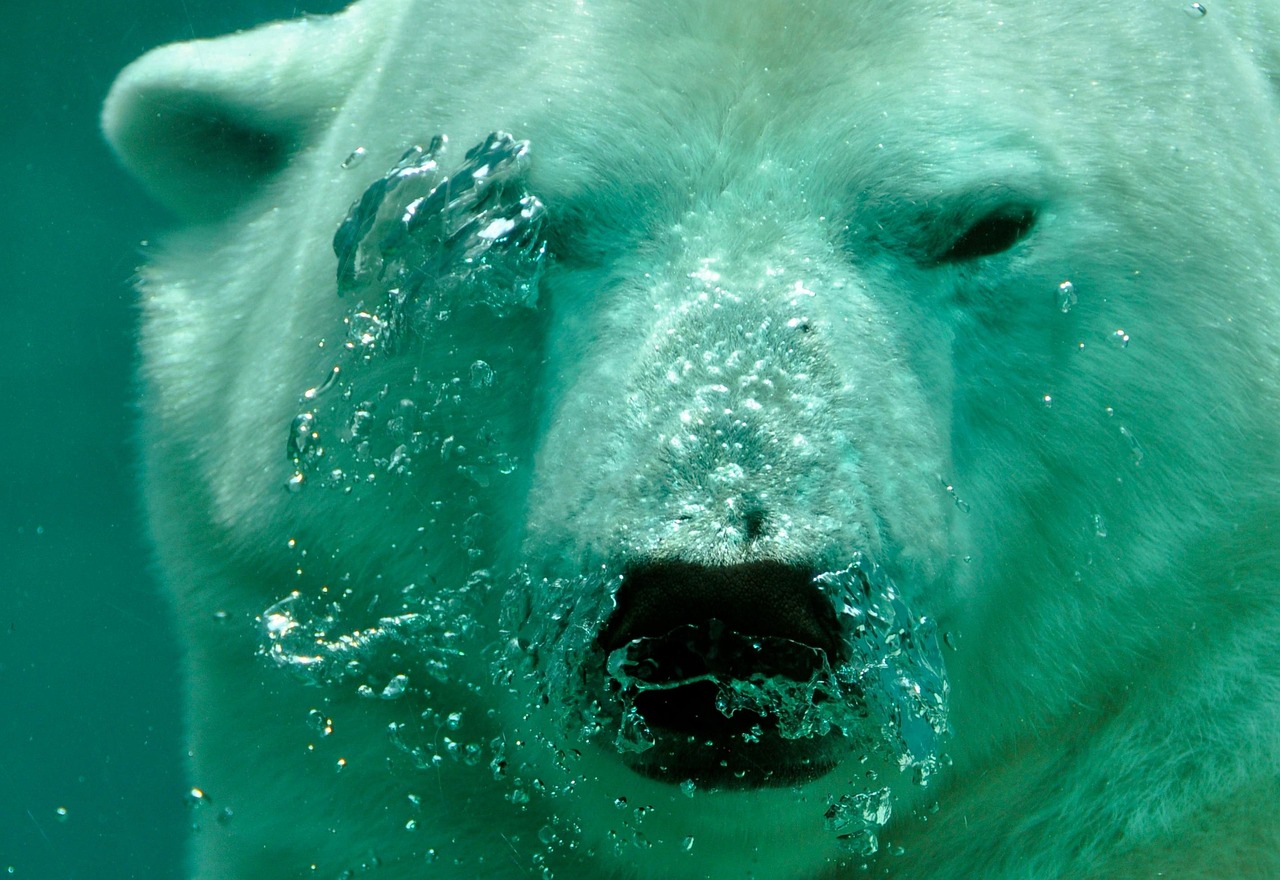 polar-bear-484515_1280