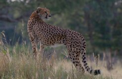 Cheetah