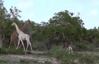 white giraffe white giraffe
