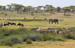 africawildlife africawildlife