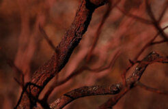 El bosque encarnado still 5