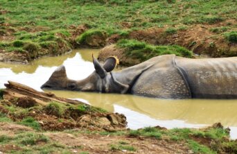 rhino-3801149_1280 rhino-3801149_1280