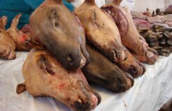 slaughter-2666437_1280