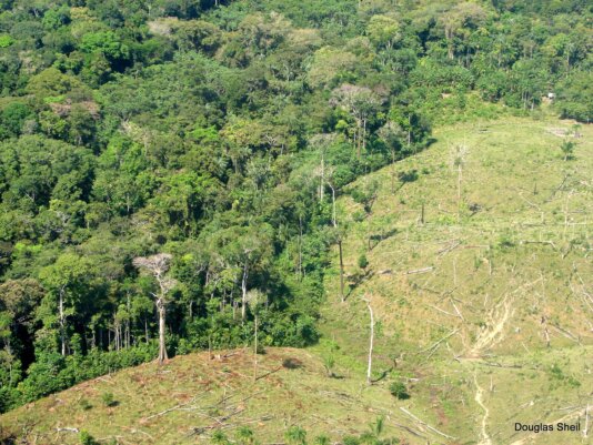 new palm planation on empty land