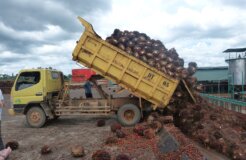 processing oil palm fruits © Douglas Sheil Oil palm fruits have to be processed immediately because the degradation process starts quickly.