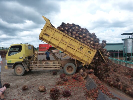 Oil palm fruits have to be processed immediately because the degradation process starts quickly.