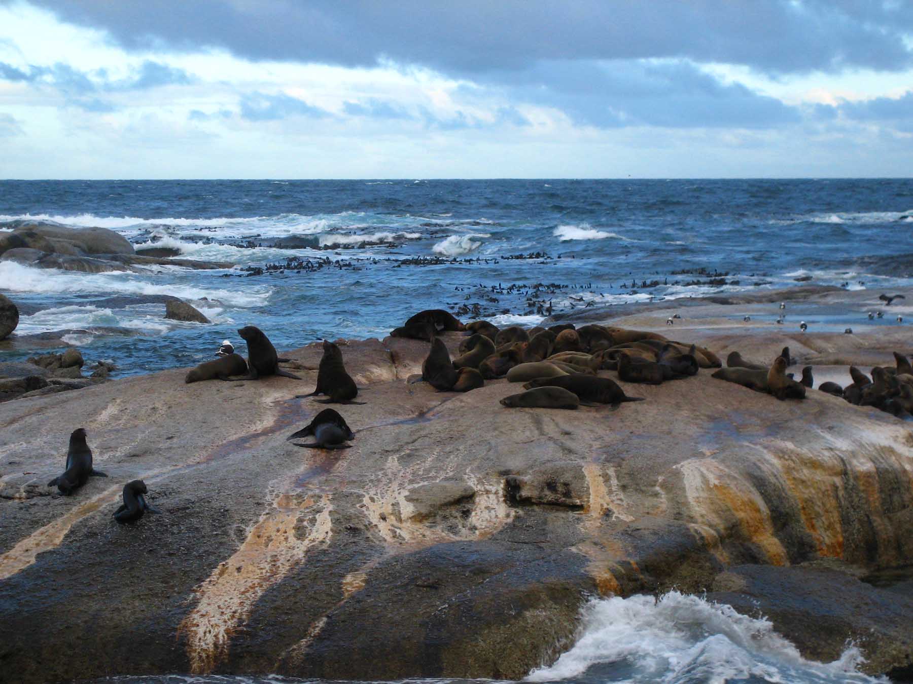 africa seals africa seals