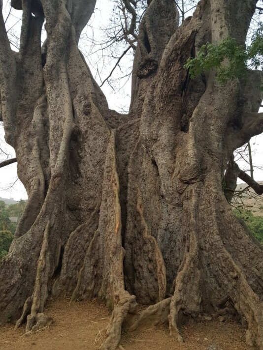 Call me Neguinho_Tree